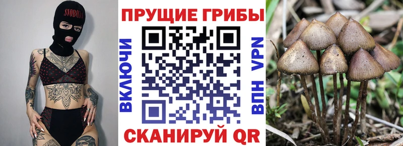 Галлюциногенные грибы прущие грибы  Купить  Азнакаево 